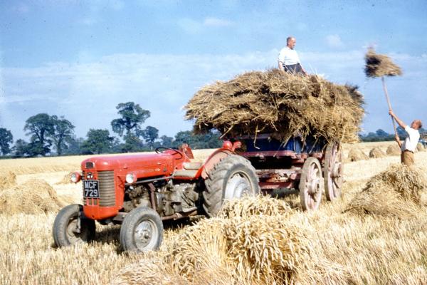 Collecting grain harvest George Read lifting sheaves Kenneth on tumbrel Untitled 41